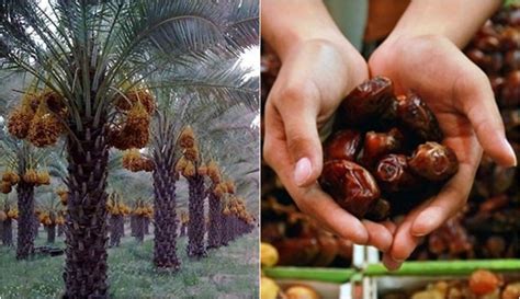 Oleh karena itu, banyak orang yang melakukan ritual khusus supaya hantu ini tak berani lagi ke hadapannya. Kurma Ajwah Disebut Sebagai Pohon yang Ditakuti oleh Jin ...