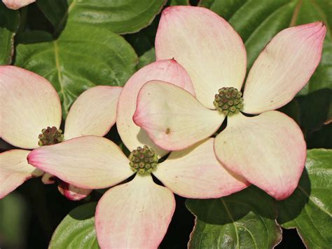 Large light pink bracts are produced in june, quickly deepening in colour with age. Japanischer Blumen-Hartriegel 'Heart Throb' - Cornus kousa ...