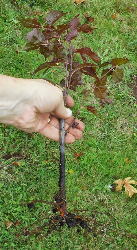 Limit yourself to trees with trunk diameters that are 2 inches (5.1 cm) or less for the best results. Growing Greener in the Pacific Northwest: Transplanting ...