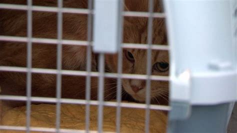 While no means a runaway success. 60 rescue cats from Quebec arrive safely in Toronto | Cat ...