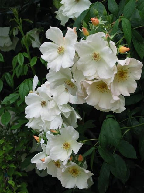 Buff buds open to pure white flowers, creating a spectacular display on trellises, arbors and other supports. PlantFiles: Picture #7 of Shrub Rose 'Sally Holmes' (Rosa ...