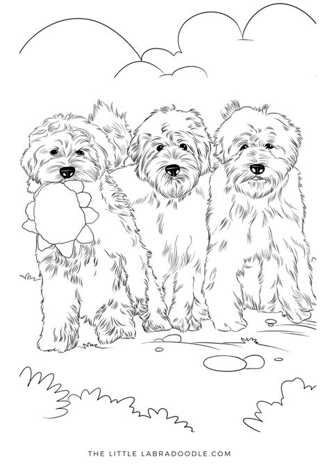 Chloe patches is particolor labradoodle �. Doodle Lovers Coloring Book. Three amigos! | Coloring ...