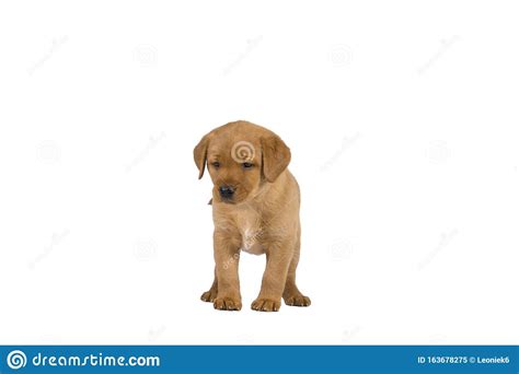 I have had a five week old poodle puppy put into my house. A 5 Week Old Labrador Puppy Isolated On A White Background Standing Stock Image - Image of puppy ...