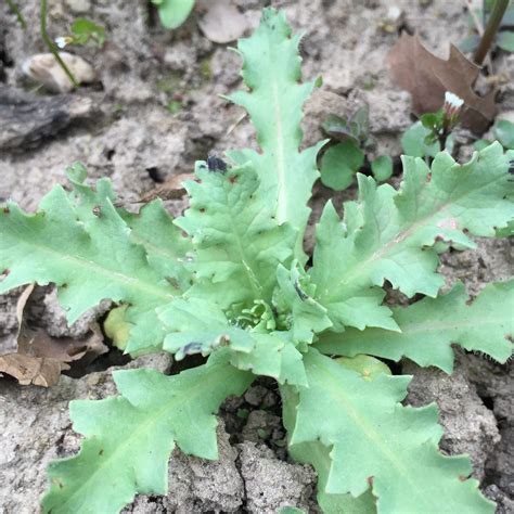 Den rindenmulch dazu mindestens fünf zentimeter dick auf das beet geben. Kennt jemand diese Pflanze Unkraut oder Blume? (Pflanzen ...