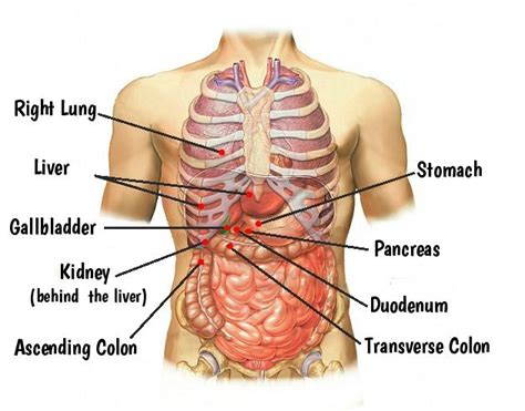 A burning sensation in the throat may also occur. Pin on Anatomy