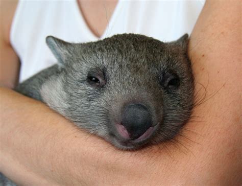 Share the best gifs now >>>. 15 Photos Of Adorable Wombats That Will Get You Through ...