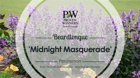 (2019) p 15 parts shown: Penstemon 'Midnight Masquerade' PP29603 CPBRAF | Perennial ...