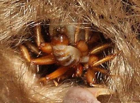 Une journée comme les autres, la terrible routine que la narratrice vit toute la semaine lorsqu'elle prend son métro pour se rendre au bureau, à la rédaction du journal qui l'emploie. Escargots de mer, mouches… Quels animaux peuvent se ...