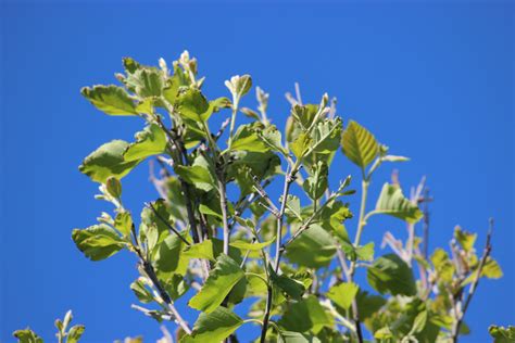 You can expect the tree to grow up to 90 feet tall. River Birch with Possible Mouse's Ear - Ask an Expert