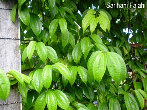 500 x 375 jpeg 37kb. Hati Berdetik dan Berbisik: Pokok Tapak Kuda