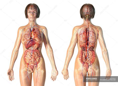 Female sexual anatomy is quite complex and doesn't only consist of the vagina. Female anatomy cardiovascular system with skeleton and ...