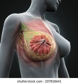 Our mission is to offer the maximum possible stability and. Breast Anatomy Images, Stock Photos & Vectors | Shutterstock