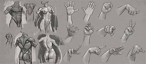 In this class you will learn how to simplify this process with basic forms and concepts. Anatomy Courses For Artists: Best Online Courses To Study ...