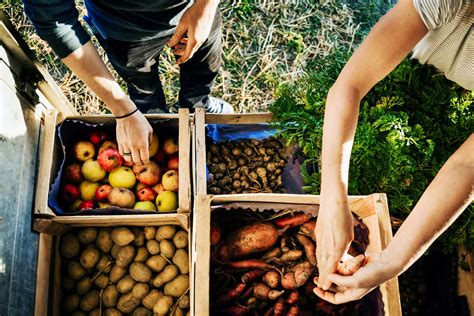 Nutrition, and agriculture and represent the organization at meetings relevant to fao's mandate. Food and Agriculture Organization (FAO) Definition