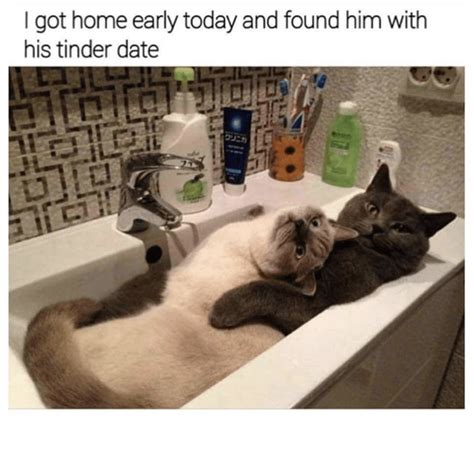 Check out our saturday meme collection and add humor to your day! 41 Adorable Caturday Memes That Are Sure To Get You Purring | Funny cat memes, Funny cat ...