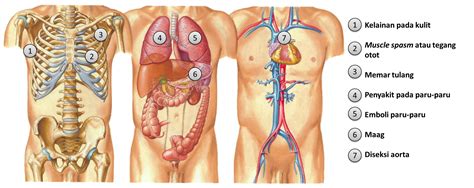 Dengan begitu tulang punggung bagian bawah pun akan. Sakit Di Bagian Dada Kanan Atas - Berbagai Bagian Penting