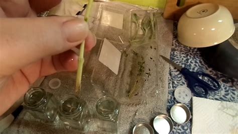 (typically plant in the fall for harvest in most herbs can be regrown from cuttings. YOU CAN REGROW STORE BOUGHT HERBS - YouTube