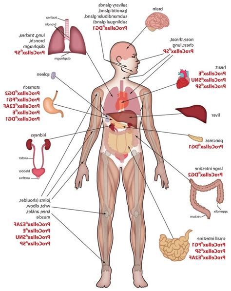 Groups of organs that work together to produce and sustain life. Human Body Organ Layout - koibana.info | Human body organs ...