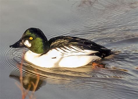 On peut qualifier d'acte de commerce par nature les activités de type purement commercial, il permet de qualifier une personne de commerçant. Exercice d'éthologie n°3 | Cercles des Naturalistes de ...