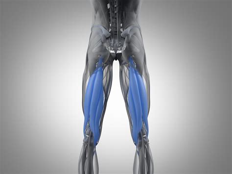 Apr 15, 2021 · the hamstrings are commonly known as the opposing muscle group to the quadriceps, but that doesn't mean that when one of these muscles is working, the other group is relaxed. Derfor bør du trene hamstrings først på "leg day"!