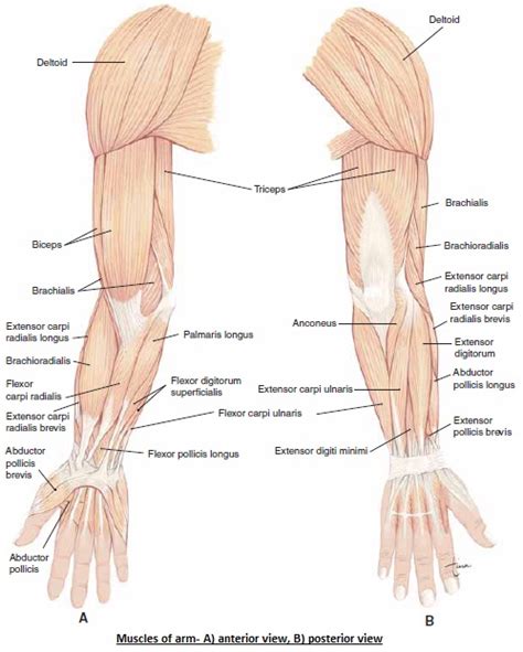 The biceps brachii muscle of the arm has two origins that are fixed to the scapula bone and one insertion. The Human Body: MUSCLES OF SHOULDER AND ARMS