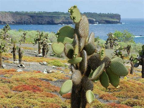 The program teaches so many skills to santa cruz county youth, such as leadership and. CELEBRITY FLORA GALAPAGOS 7 NIGHT OUTER LOOP | Cruise Tour