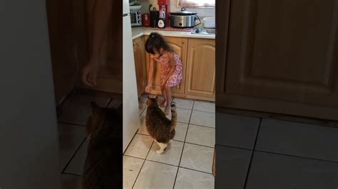 Posted by alpha juliet on april 27, 2018. Don't mess with cats - YouTube