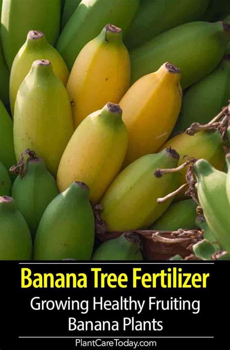 Fruiting bananas are often grouped botanically under musa acuminata. Banana Tree Fertilizer - To have good fruiting and healthy ...