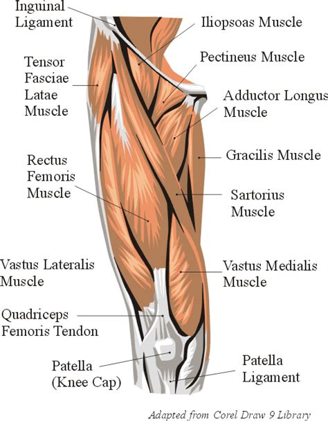 Neck muscles work together with tendons an. Top 8 Exercises to build the body of a Greek God | Leg ...