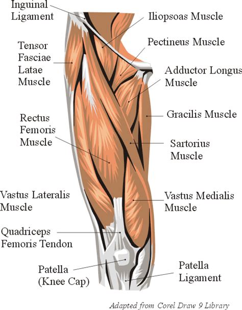 The interactive muscle anatomy diagram shown below outlines the major superficial (i.e. Top 8 Exercises to build the body of a Greek God | Leg ...