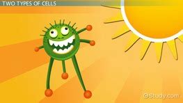 What info does it show us? Cells With & Without a Nucleus: Structure & Classification ...