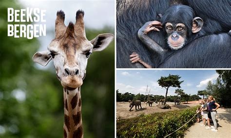 Be enriched by nature while meeting wild animals. Safaripark Beekse Bergen Logo - minimalistisches Interieur