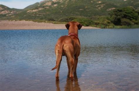 Grundsätzlich erhalten alle personen, die geimpft werden wollen, eine kostenfreie impfung. Fotostrecke: Kollege Hund: 50-Kilo-Koloss im Selbstversuch ...