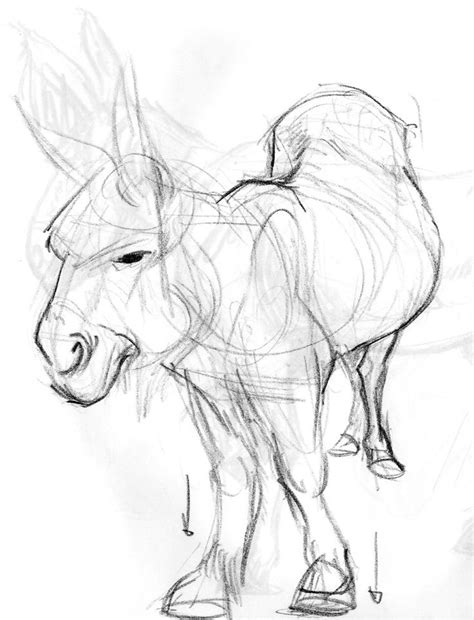 Books that joe weatherly has published are the weatherly guide to drawing animals, animal essence the art of joe weatherly, and the joe weatherly sketchbook. Gillianimation: Joe Weatherly Animal Workshop Paris | Animals, Animal sketches, Weatherly