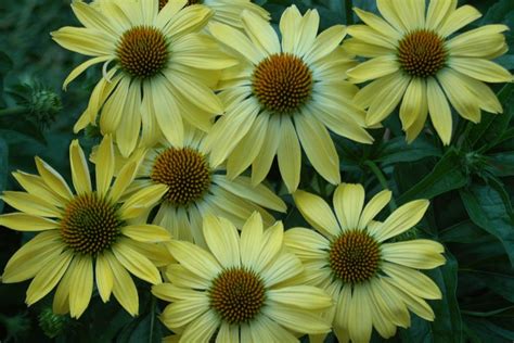 Echinacea is a genus of seven species all endemic to eastern and central north america. Echinacea 'Sunrise' Echinacea Big Sky Sunrise from ItSaul ...