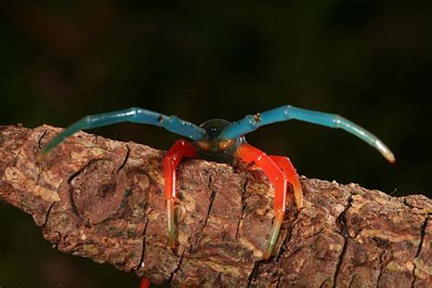 First successful us breeding of typhochlaena seladonia. Final legs and coxopleural process of S. subspinipes. var ...