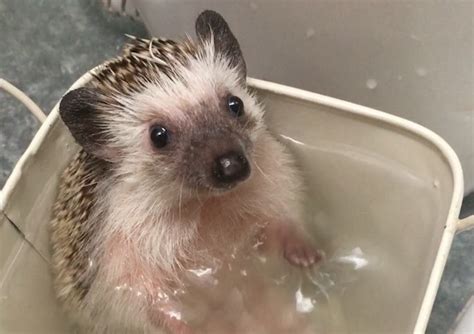 Giving your hedgehog a bath is an important part of being a responsible owner. A Tiny Hedgehog Adorably Paddles Her Little Paws While ...