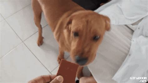 Link to the gif details. Dog Low-Fat Lamb Jerky GIF - Find & Share on GIPHY