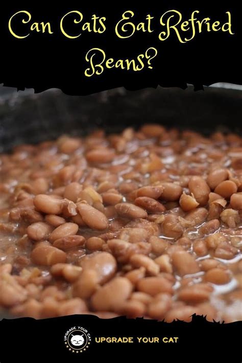 Cheese can be used in very tiny amounts and in great moderation. Can Cats Eat Refried Beans? (I Explain Why Not) - Upgrade ...