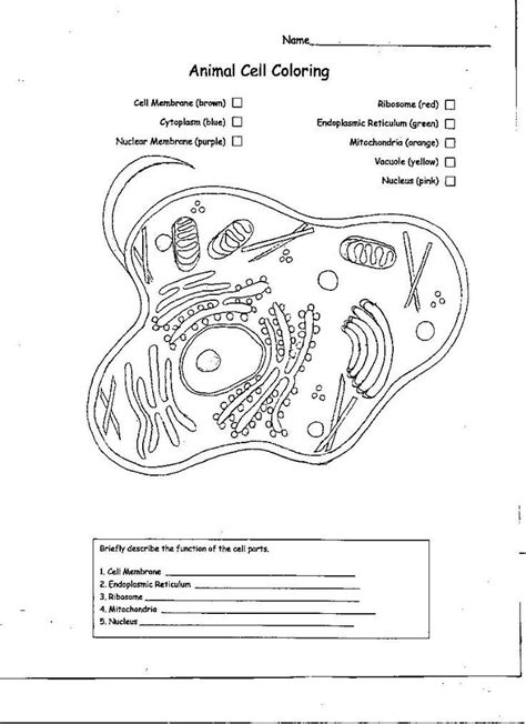 Many people are planning to see that coloring sheets are going to be relatively effortless to come by at some time in time, and it is the primary factor that you are planning to require is a coloring book that is created particularly for animals, you are gonna require a pen, eraser, and an animal coloring sheet. Animal Cell Coloring Sheet Animal Cell Coloring Page Key ...