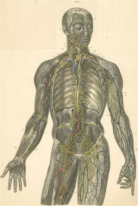 Anatomie des menschen (fach) / lymphsystem (lektion). Plate XXII: Lymph vessels of the head, trunk and arm ...