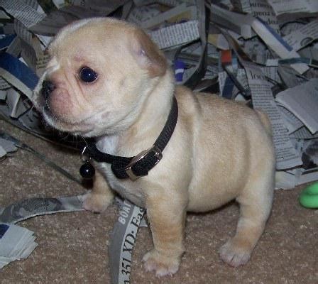French bulldog information, how long do they live, height and weight, do they shed, personality traits, how much do the french bulldog is a small sized domestic breed that was an outcome of crossing the ancestors of size (how big do they get). French Bulldog Puppy For Sale - Has been ADOPTED!!!