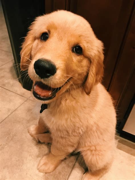 And sometimes, of course, they are up to some shenanigans and their faces give them away. Nothing better than a smiling golden retriever puppy to ...