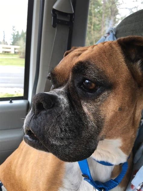 Njbr provides complete surrender and adoption services, as well as promoting responsible pet ownership in new jersey and it's surrounding areas. Boxer Puppies Rescue Near Me - Animal Friends