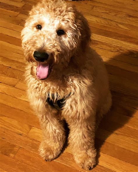 Mini goldendoodles come in a variety of sizes, based on their breeding. Please help!!! How big will I get? I'm 18 weeks 27 pounds ...