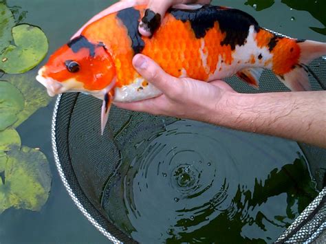 Hi, i am nguyen xuan long, works at kingkoi. JAPANESE KOI CARP 22" | Blackburn, Lancashire | Pets4Homes