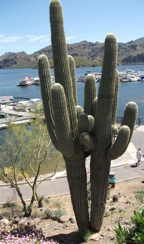 The saguaro is found primarily in the sonoran desert of the united states and mexico but does grow in a small area of the mojave desert of southwestern arizona. Saguaro Cactus at Saguaro Lake in Mesa, AZ | Arizona's ...