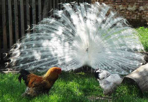 Da der pfau ein sehr soziales tier ist, sucht er nicht nur die nähe des menschen, sondern liebt auch den kontakt zu anderem geflügel mit denen die pfauen gerne eine gruppe bilden. Der weiße Pfau in Schloss Hof, im Garten des Wirtshauses ...