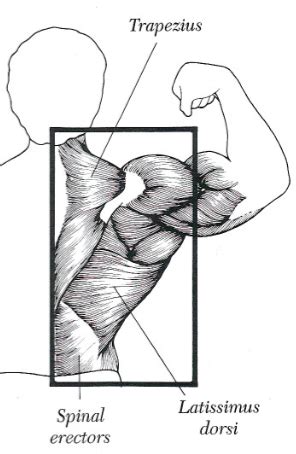 Broadly considered, human muscle—like the muscles of all vertebrates—is often divided into striated muscle. 8 Best Back Exercises to Build Muscle Mass