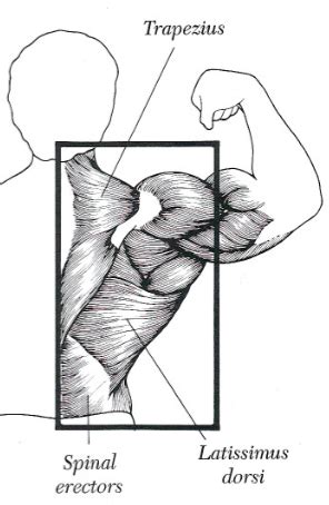 There exist different muscles, which we have covered in class over the past few wee. 8 Best Back Exercises to Build Muscle Mass